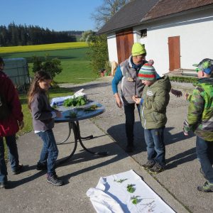 2016 Kraeuterwanderung Volksschule 3a 19