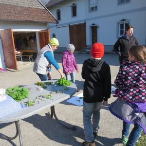 2016 Kraeuterwanderung Volksschule 3a 20