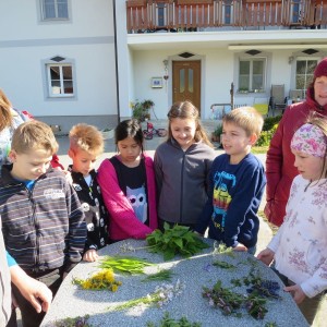 2016 Kraeuterwanderung Volksschule 3a 46