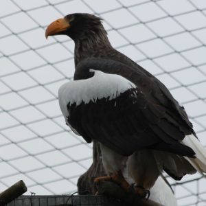 Adler Zoo Schmiding