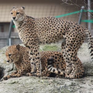 Geparden Zoo Schmiding