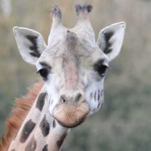 Giraffe Zoo Schmiding