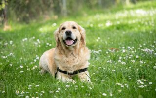 medium short-coated white dog lying on green grass field